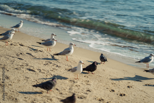 seagulls on the beach