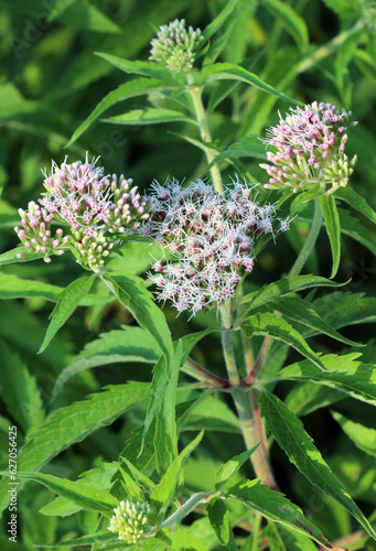 It blooms in nature hemp agrimony (Eupatorium cannabinum) photo