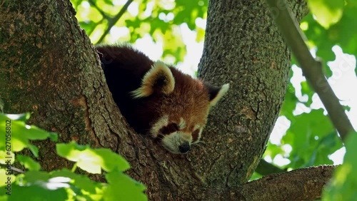 The red panda, Ailurus fulgens, also called the lesser panda and the red cat-bear sitting on a tree. photo