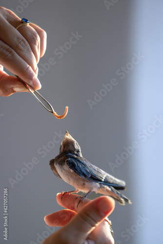 Young Swallow being fed Mealworms