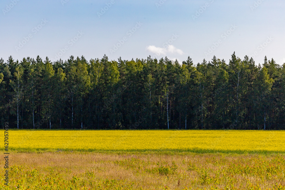 Sodertalje, Sweden A yellow field and forest landscape.