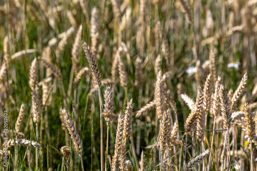 Strangnas, Sweden A field of wheat growing in the summer. Strangnas, Sweden A field of wheat growing in the summer.