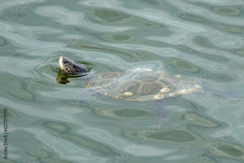 Принти на полотні Diamondback terrapin with head emerging from calm water ripples