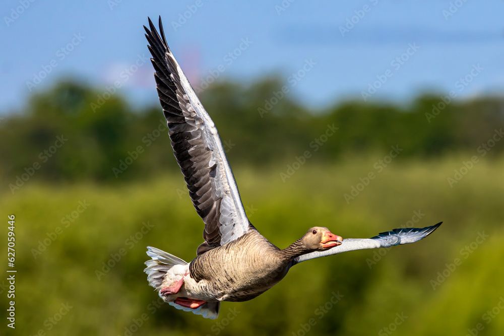 Greylag goose (Anser anser) in flight. Poland, Eastern Eco Park. Selective focus on bird's eye