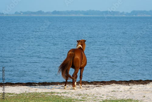 Wild horse standing in the sand on shoreline at Assateague, staring out towards the water