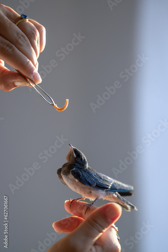 Young Swallow being fed Mealworms