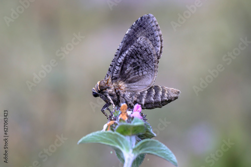 White Spotted Hoppy (Heteropterus morpheus) photo