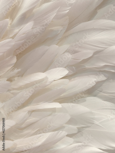 Bird feathers. White bird feathers. Background of white bird feathers