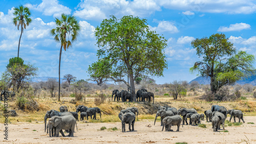 herd of elephants in the savannah