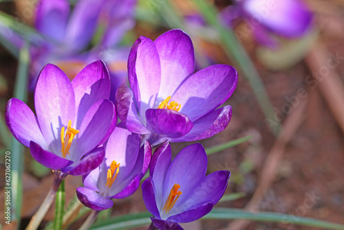 Purple crocuses flowering in Spring 