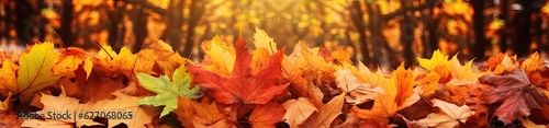 autumn leaves in a forest floor banner 