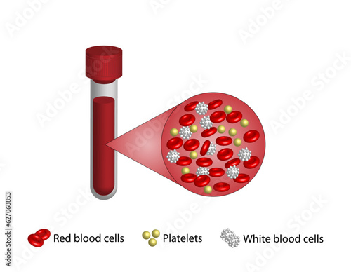 Blood Composition. Platelets, red blood (erythrocytes) and white blood cells (leukocytes). Medical test tube, Glassware or flask. Vector educational illustration.