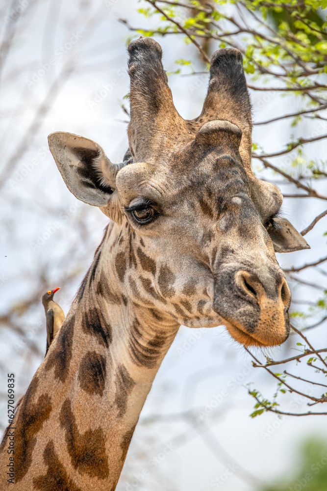 Naklejka premium portrait of a giraffe