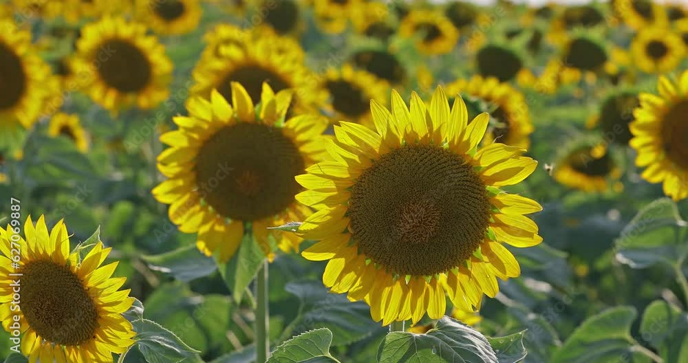 Closeup of a sunflower in a big field during a summer sunset light. 4k video.Agriculture and farm industry. Closeup of a sunflower in a big field during a summer sunset light. 4k video.Agriculture and farm industry.
