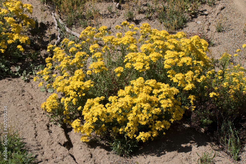 A flowering group of the Hypericum scabrum A flowering group of the Hypericum scabrum