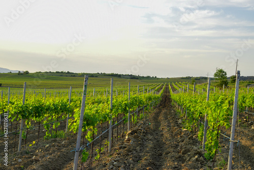 vineyard in spring on sunny day in Tikves wine region, Macedonia