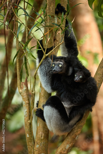 Lemur Indri  female with young  black and white colored lemur on a tree in the rainforest. Vertical composition. Madagascar wilderness.