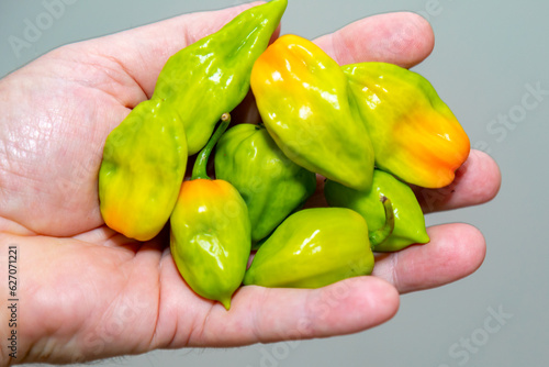 Group of hot pepper (Capsicum chinense Adjuma) in selective focus and fine detail 