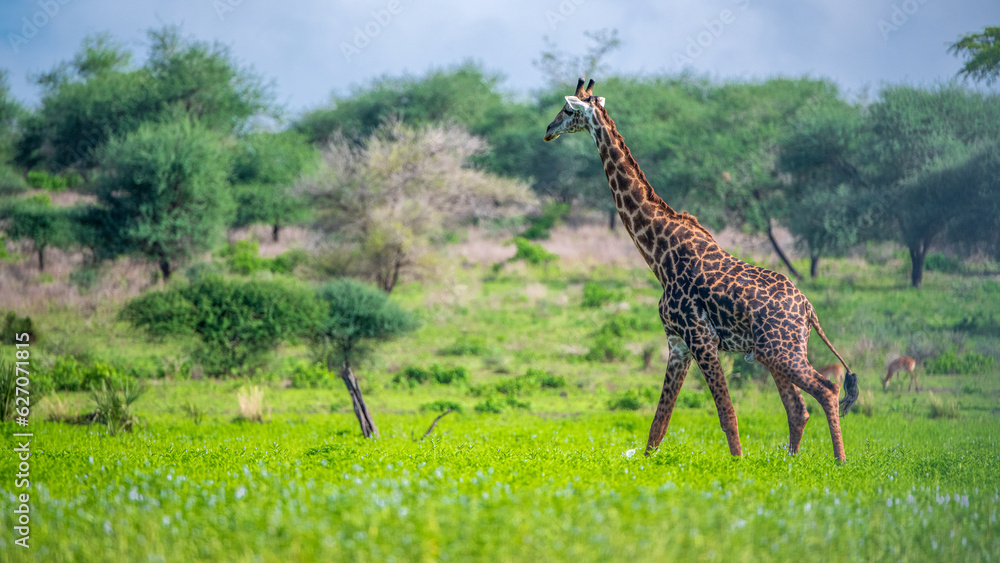 Fototapeta premium giraffe in the savannah