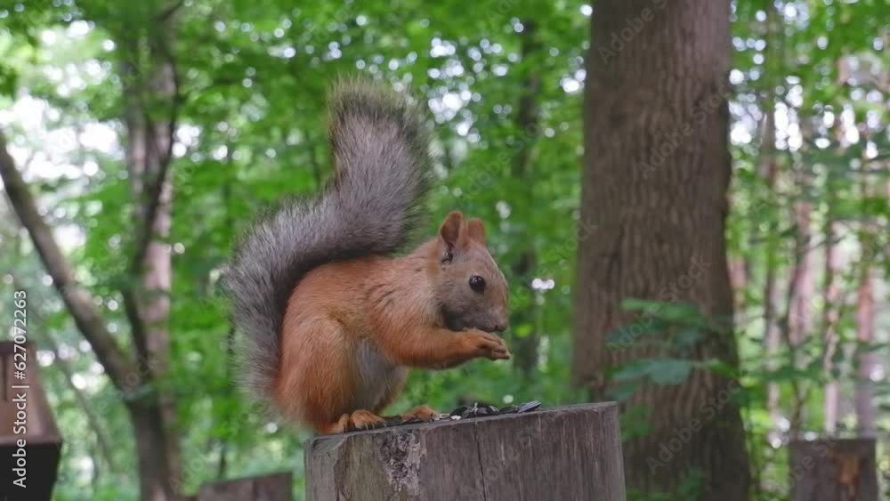 Red squirrel on a tree stump in the wild nibbles seeds and nuts. Animal on a green background. Red squirrel on a tree stump in the wild nibbles seeds and nuts. Animal on a green background.
