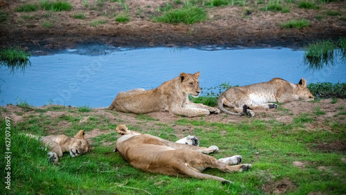 Lion  Ruaha  Tanzania  Africa 