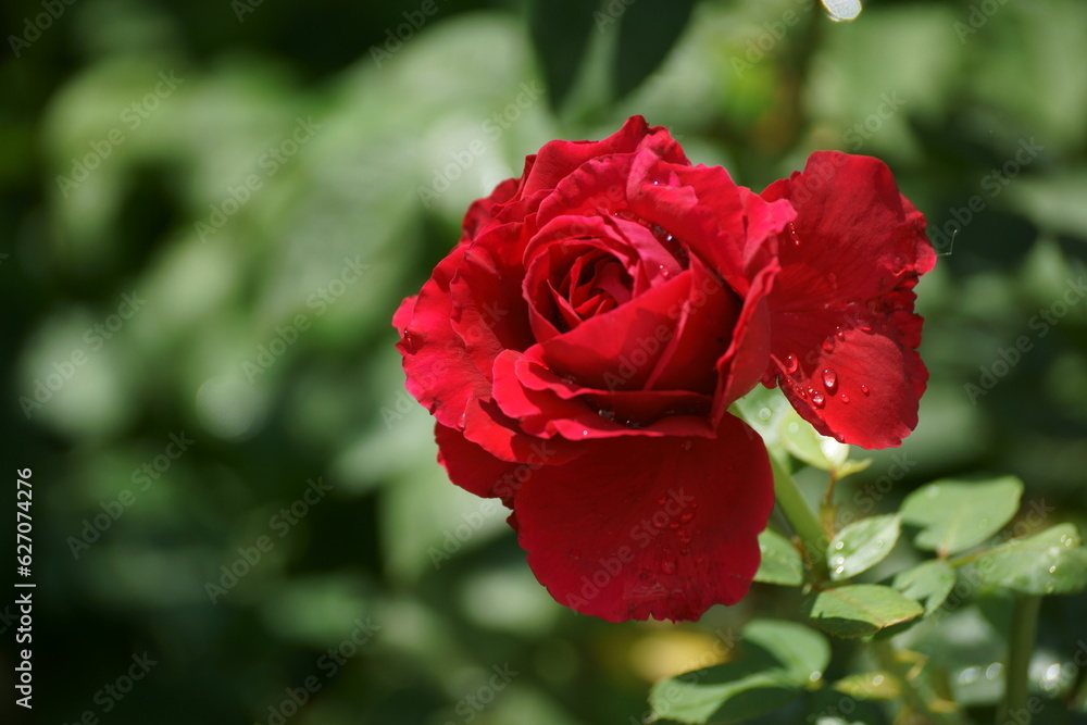 red rose in garden red rose in garden