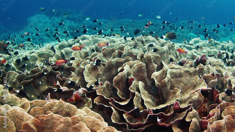 Healthy coral reef with corals and fishes. Reef near the island of Nusa Penida in Bali, Indonesia Healthy coral reef with corals and fishes. Reef near the island of Nusa Penida in Bali, Indonesia
