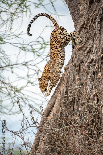 Leopard in a tree