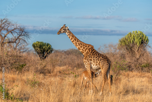 giraffe in the savannah © Sebastien Burel