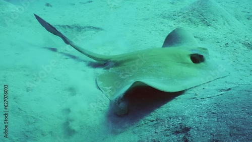 Close up of Сowtail Weralli stingray (Pastinachus sephen) digs sand on seabed on depth, Slow motion photo