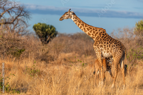 Giraffe nursing