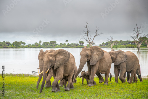 Selous Game Reserve, African Wildlife  Safari, Tanzania photo