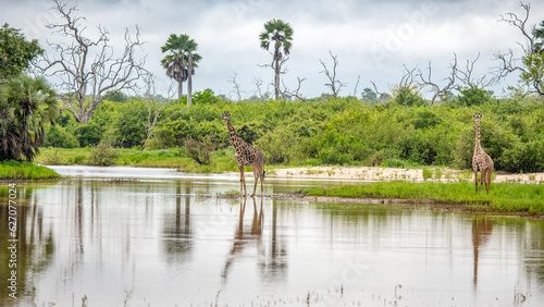 Selous Game Reserve, African Wildlife  Safari, Tanzania