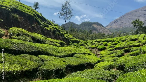 Beautiful green landscape Of Munnar Tea Plantations, Kerala, South India photo