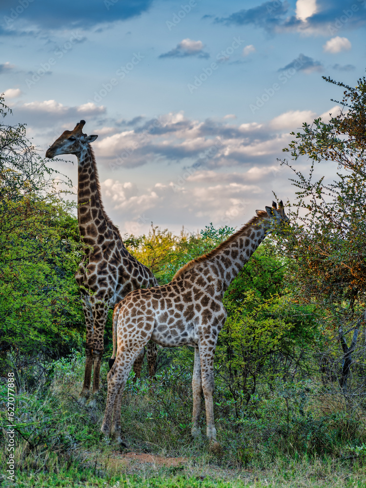 Fototapeta premium Mother and a baby giraffe foraging&nbsp;in African grassland Savanna, South Africa