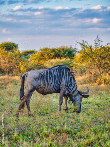 Vertical shot of a wildebeest also called gnu grazing in the great African grassland sananna  South Africa