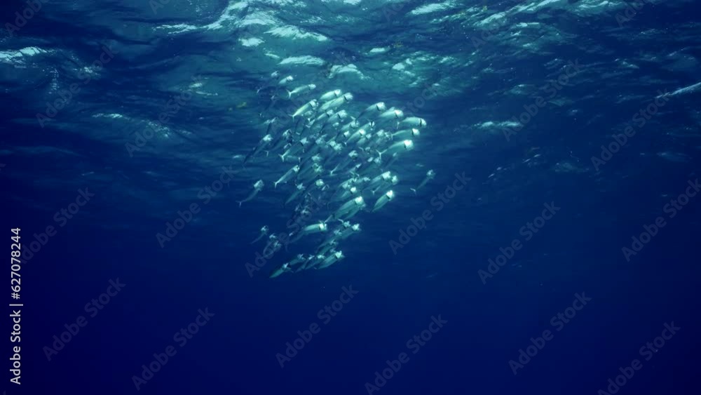 View from deep on school of Striped mackerel or Indian mackerel (Rastrelliger kanagurta) swimming with open mouths, filtering for zooplankton in waves under water surface, Slow motion View from deep on school of Striped mackerel or Indian mackerel (Rastrelliger kanagurta) swimming with open mouths, filtering for zooplankton in waves under water surface, Slow motion