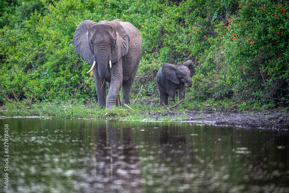 Fototapeta premium Selous Game Reserve, African Wildlife Safari, Tanzania