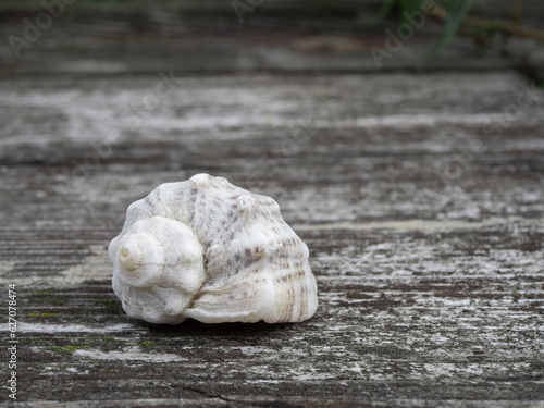 Seashell on a Weathered Rough Plank.