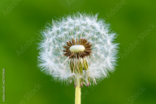 Dandelion  Taraxacum  seedhead close-up in spring with green background