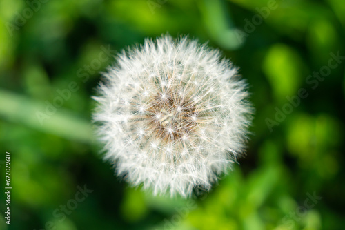 Dandelion  Taraxacum  seedhead close-up in spring with green background