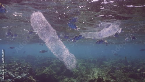 Several translucent, effeminate Salps, Colonial Pyrosom Tunicates swim under surface of water over coral reef, with variety of tropical fish swimming around them, slow motion photo