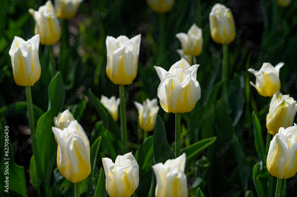 White and Yellow Tulips Against Green White and Yellow Tulips Against Green