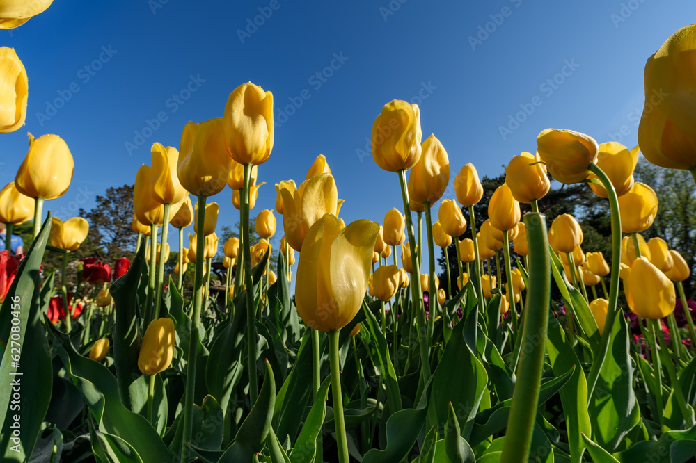 Obraz premium Yellow and Red Tulips From Below Against Clear Blue Sky