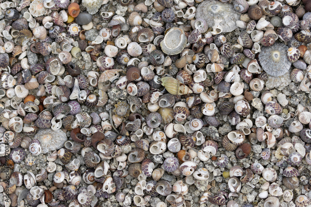 Heaps of shellfish on a beach in Brittany Heaps of shellfish on a beach in Brittany
