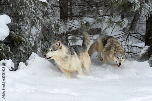 Grey Wolves (Canis lupus) Run Through Pine Forest Scattering Snow Winter