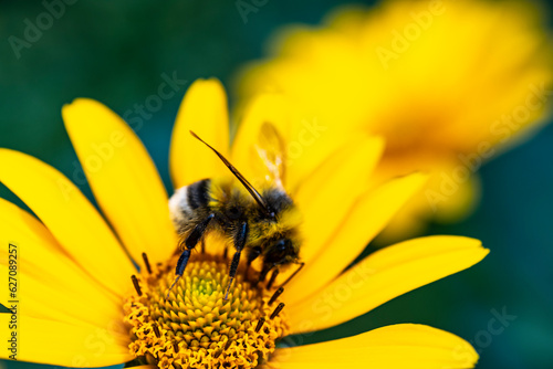 Pollination of a flower by a bumblebee. Bumblebee sits on a flower