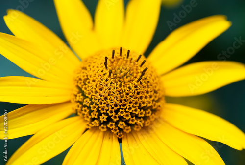 Rudbeckia flower. Rudbeckia dissected. garden flowers