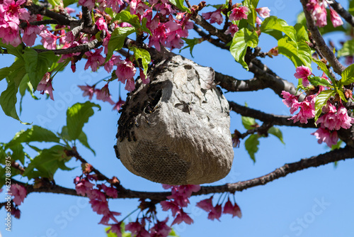 A wasp's nest in a cherry tree.