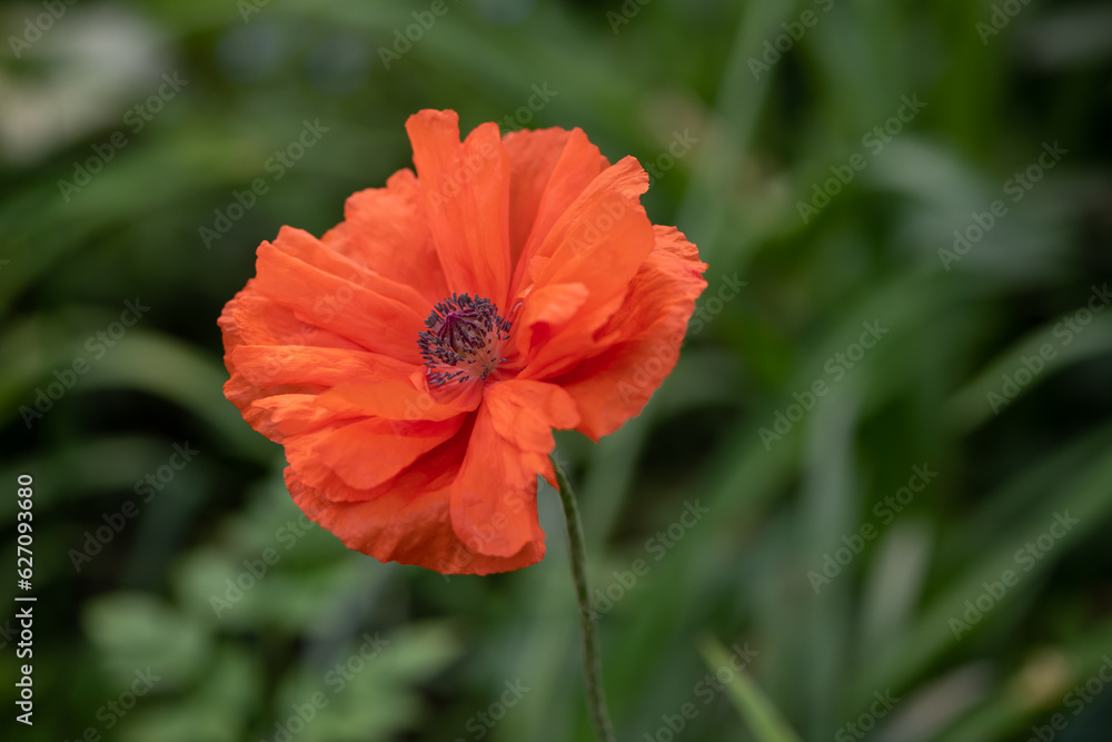 red poppy flower red poppy flower